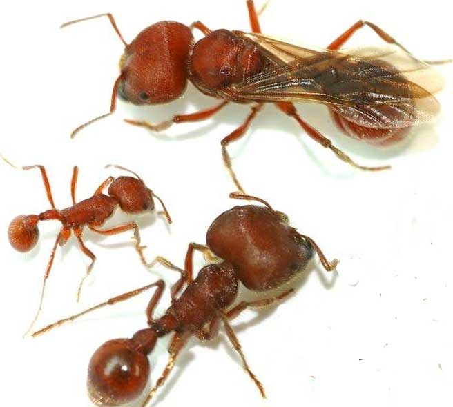 Female castes of 'Pogonomyrmex baldius' ant: queen (with wings), major worker and minor worker (photo by Adrian Smith).